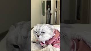Tinder For Cats