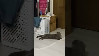 #cat #貓眼觀察室 #cute #cutecat #cutespets #喵哥是萌新 #貓跳台 #寵物友善日常