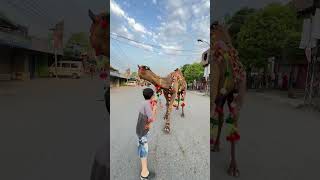 Cow videos #cow #animals #bull #trending #cowvideos #animalshorts #camel #cowmandi #love #bull