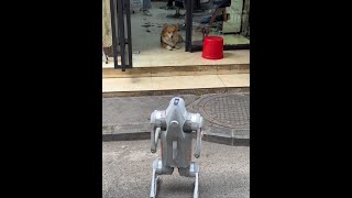Boss, OK, I haven't charged for three days. Robot dog. Robot dog meets real dog. Ai dog.