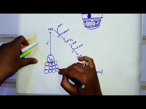 Cyclic Phosphorylation Cycle//#Photosynthesis process