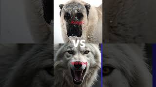 Epic Dog-Lion Clash: Ridgeback vs Tibetan Mastiff – The Ultimate Showdown!