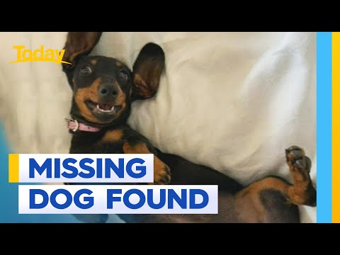 Missing sausage dog Valerie found after 529 days at large | Today Show Australia