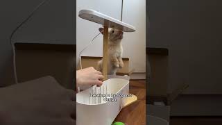Smart garden Review#CuteRabbit #BunnyLover #PetReview #RabbitCare #BunnyLife #FluffyPets #smallpets