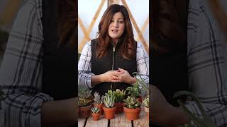 7 Succulents for Beginners 🌵🌺 // Garden Answer