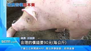 批發豬價虧本！豬農哀怨「賣一頭賠千元」｜三立新聞台