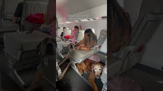One of the airlines that allows big dogs! 😱 #JSX #travel #dogfriendly #travelingwithdogs #traveldog