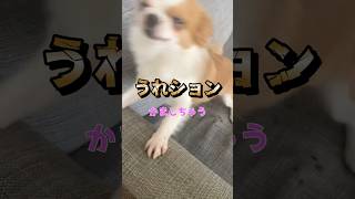 しれっとうれションかます犬 #チワワ #アフレコ