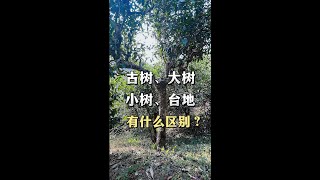 古树茶、大树茶、小树茶、台地茶，他们之间有什么区别？ | 金大山