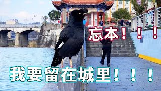 本想带着八哥来城里长长见识，没想到这小家伙对这里很新奇根本没有回家的意思，忘本！！！【天下一场梦】