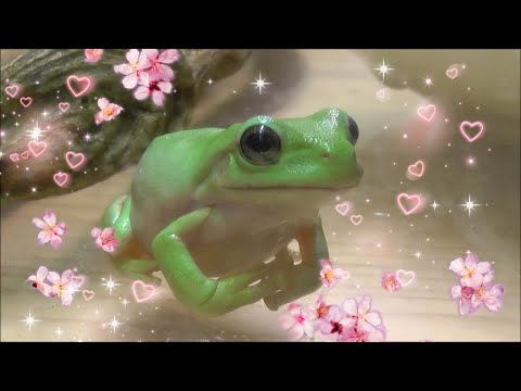 i give my pet frog a bath