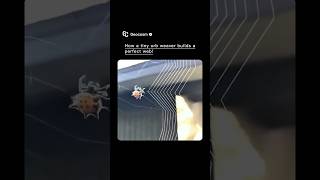 How a Tiny Orb Weaver Builds a Perfect Web! #shorts #space #universe #earth