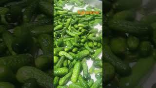 #healthyfood #pickle #cucumber #gherkin #dillpickle #food #bestfood #cannedfood #processedfoods
