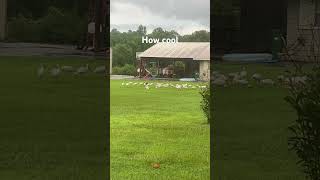 There can’t be that many worms right???? #ibis #birds