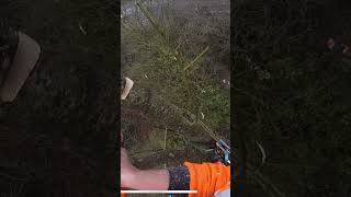 #arblife #arborist #treeworker #chainsaw #stihl #husqvarna #topps