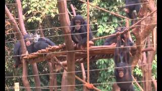 Tacugama. Chimpanzee Sanctuary