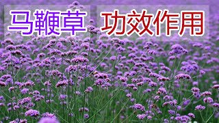 马鞭草的功效和作用，马鞭草泡水喝的功效,马鞭草食用禁忌