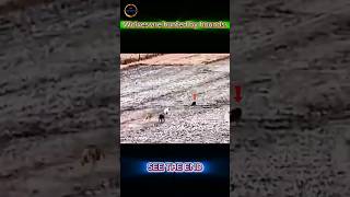 Dog vs Wolf: 4 Brave Dogs Chase Down a Wild Predator! 🐕🔥🐺