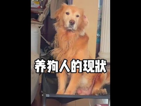 当下养狗人的卑微现状#狗#狗狗#动物的迷惑行为