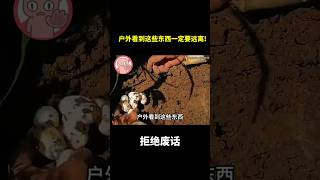 户外看到这些东西一定要远离! #冷知识 #涨知识