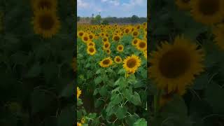 sunflower farm in Bangalore in 3km #traveling#bangalore #vlogging #karnataka #sunfarming ##sunflower