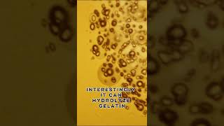 New Bacteria Discovered on China's Space Station – Niallia Tiangongensis