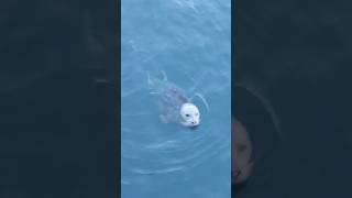 Crab Catchers & Seal Surprises 🦀🦭 | #NaturePlayground #KidsAdventure #CrabbingFun