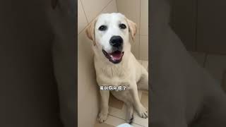 这是我的厕所搭子～#拉布拉多成长日记 #厕所搭子 #宠物