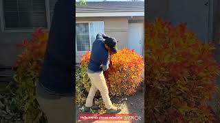 Top notch garden hedge pruning#landscaping