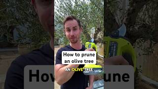 How to prune an olive tree #garden #gardening