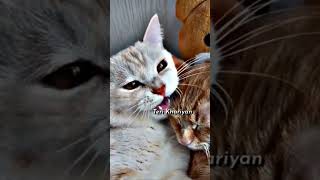 like for cats if u like ❣️❤️ #bolleywoodsong #hits #song #popularsong
