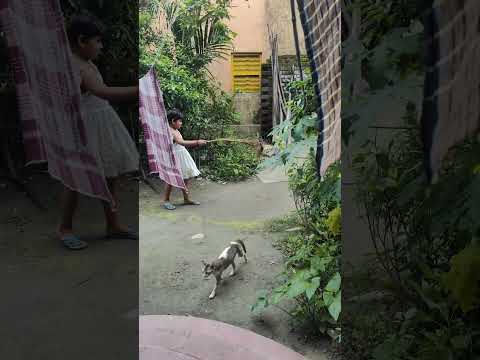 🐱💥 Cat Fighter Showdown! | Who Wins the Street Fight?! 😼🔥 #CatFight #FunnyShorts