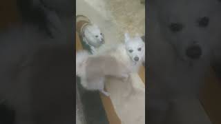 Funny😆dogs video #short#shortviral#trending#ytshorts#shortsvideo#viral #viralreel#tiktok#sablolhai#