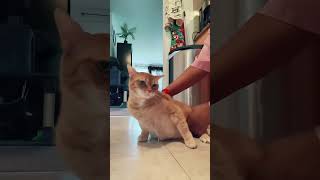 Cat videos #goingviral