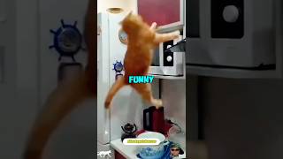 Cat fails are extremely funny. 😹🐾