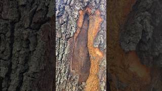 Tree Freeze Damage #treecare #treework #treeservice #arborist #arboriculture #tree #landscaping #ant