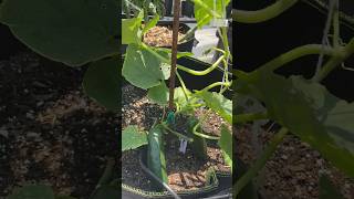 The Secret To INSANE CUCUMBER PRODUCTION! 🥒