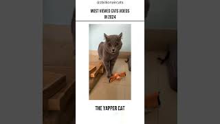 Most viewed cat videos in 2024 #cats #cat #catcat #catcompilation #catvideos