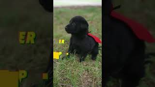 💥SUPER PUP🐶  SAVES THE DAY! (Saving SAD HUMANS One-At-A-Time) #kids #puppies #shorts