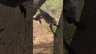 MONKEY MOM IS JUMPING WITH BABY 🐒❤️ #monkeymom #sasbahucomedy #viralshorts 🐒🤣