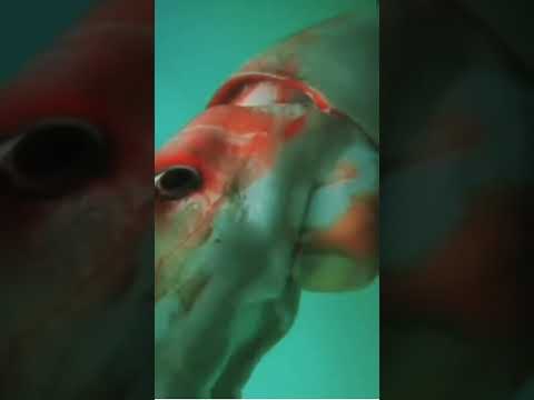 Giant Squid in Japan: Rare 3.7m Footage from Toyama Bay #shorts