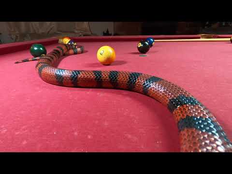 Honduran Milk Snake!! EATS 2 LIVE RATS!!!