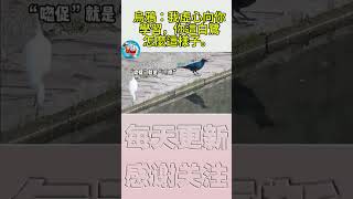 搞笑動物系列第280 烏鴉：我虛心向你學習，你這白你這白鷺怎麼這子 #搞笑 #喵哥是萌新 #科普 #搞笑  #科普 #animals #貓咪 #pets #貓咪 #funny #https #萌宠