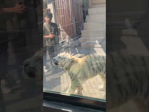 子虎　ハクとコタ