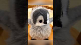 Let me feed the baby penguin 😍 #cute #adorable #pet #penguin #babyanimals #fluffy #cuteanimal