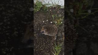 Hedgehog 🇵🇹