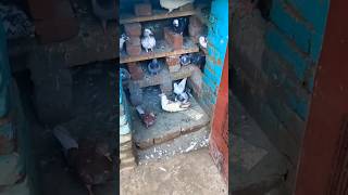 KABUTAR LOVER 🕊️#kabutar #pigeon #pigeons #birds #kabootar #pigeonpose #pigeonlove #kabutarbazi