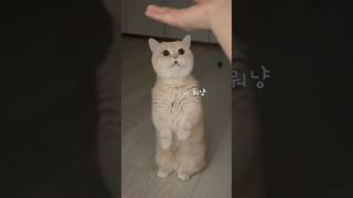 송이도 이렇게 열심히일하는데..  #먼치킨 #고양이#munchkin#cat