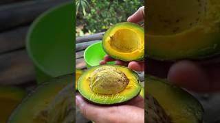 Yummy avocado 🥑 #bukidlife  #farmlifephilippines