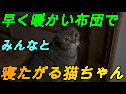 【日常のルーティン】猫ちゃん早く寝たがる